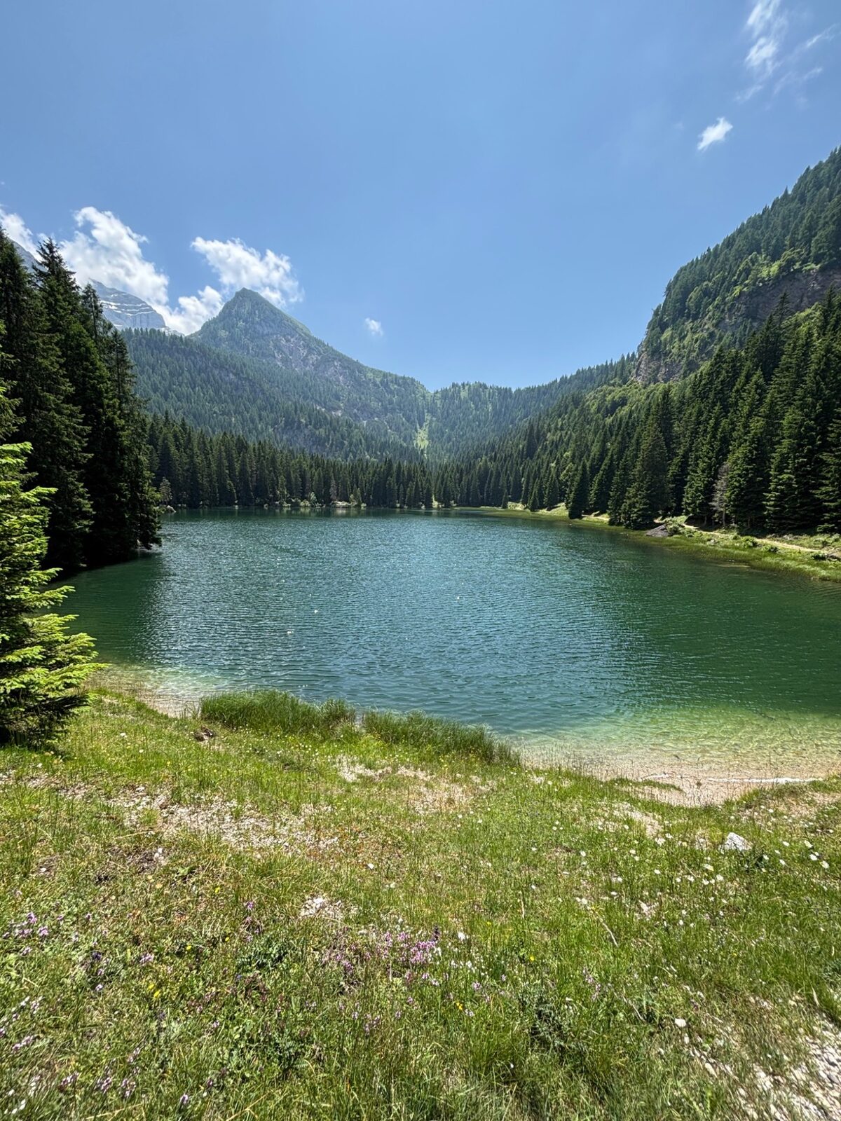 Lago alpino tra i boschi